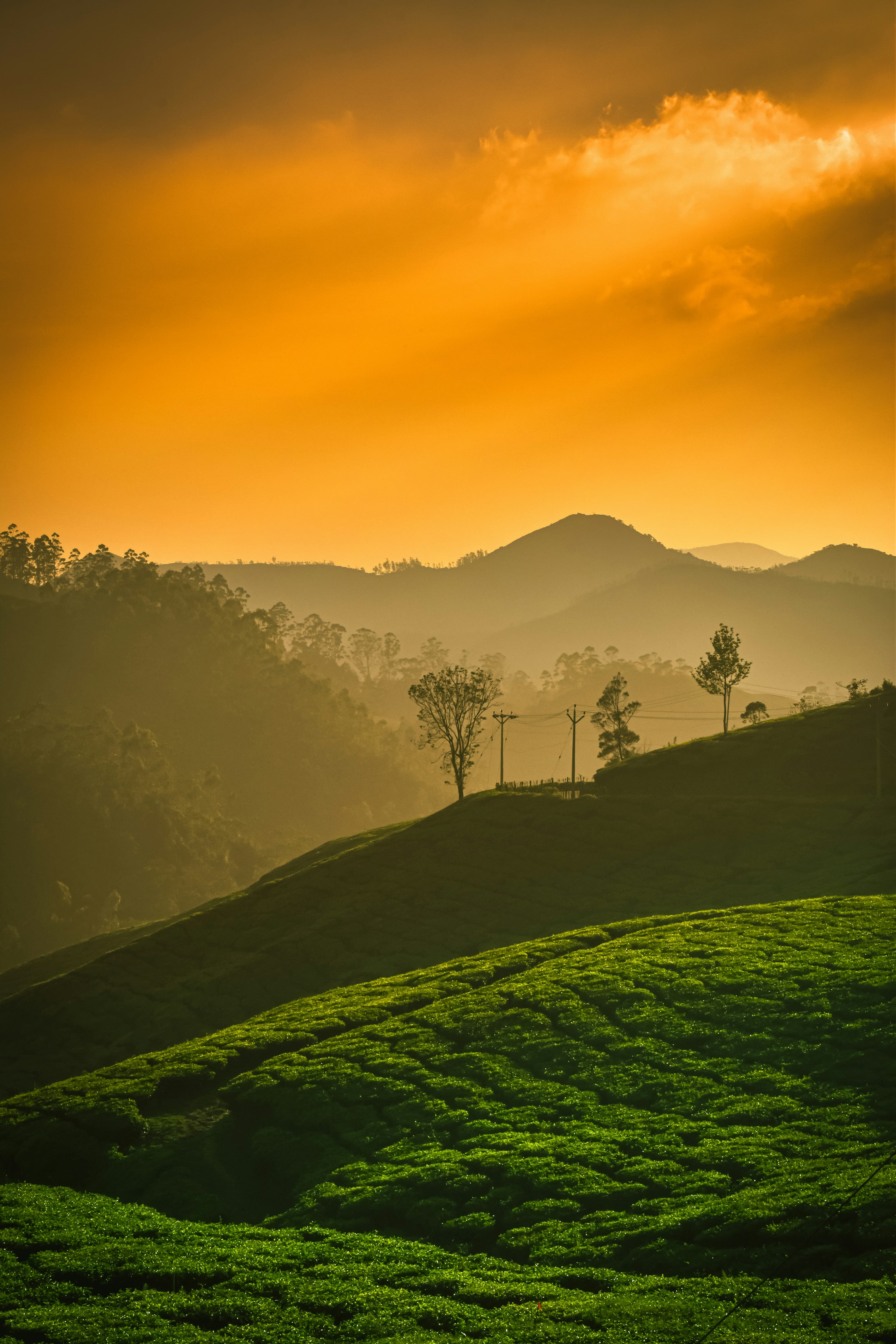 Backwaters & Hills of Kerala gallery image 4