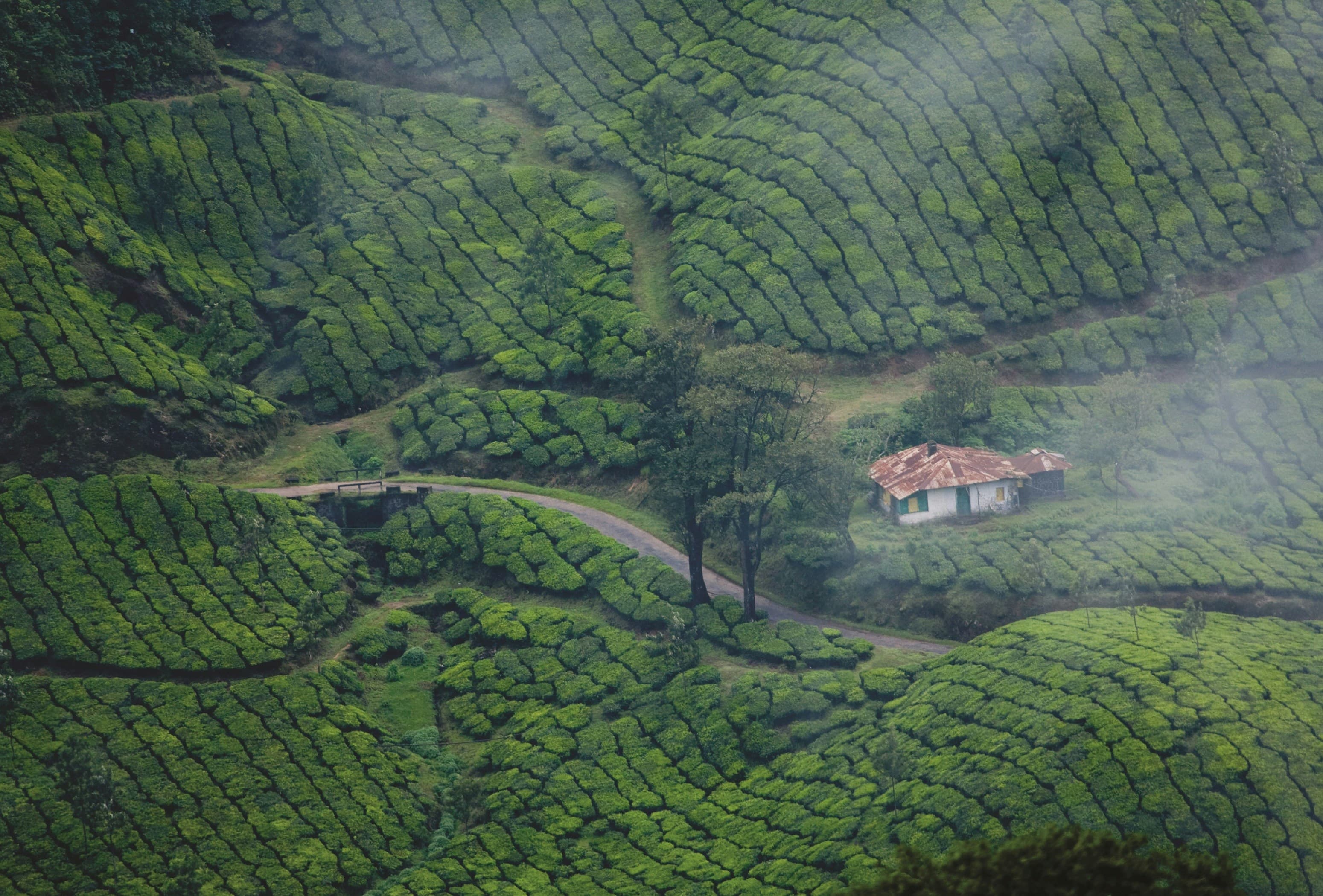 Backwaters & Hills of Kerala gallery image 9