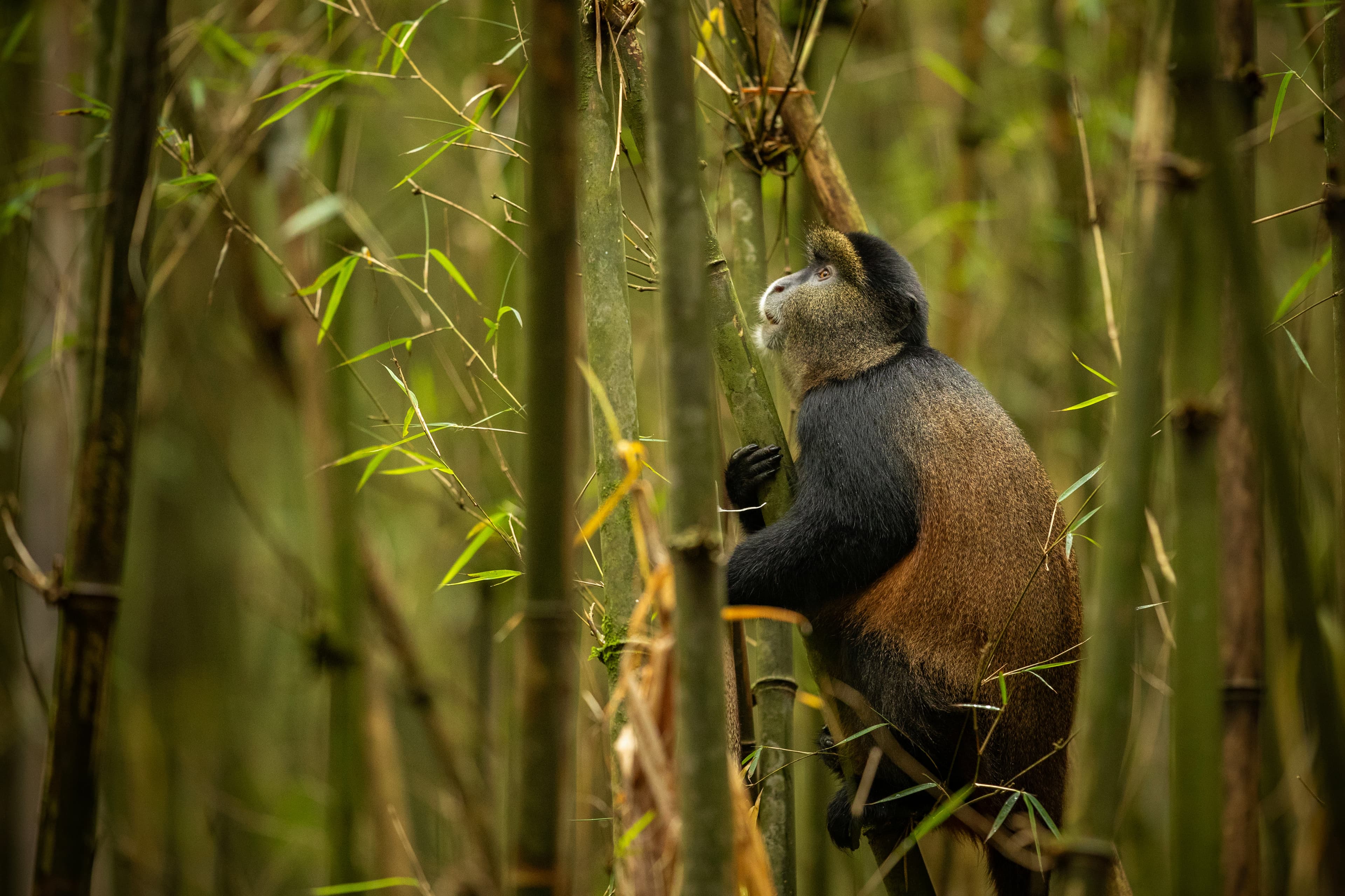 Thekkady (Periyar) gallery image 3